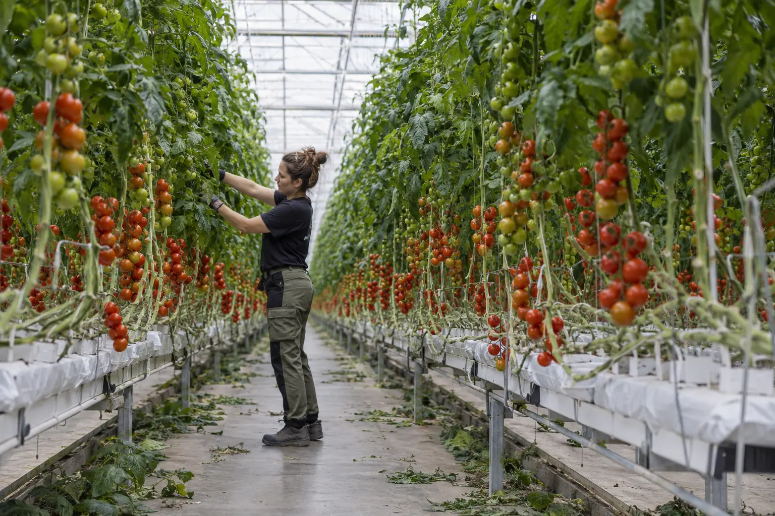 Worker pruning high-wire tomato plants with red trusses above white substrate slabs in a glass greenhouse