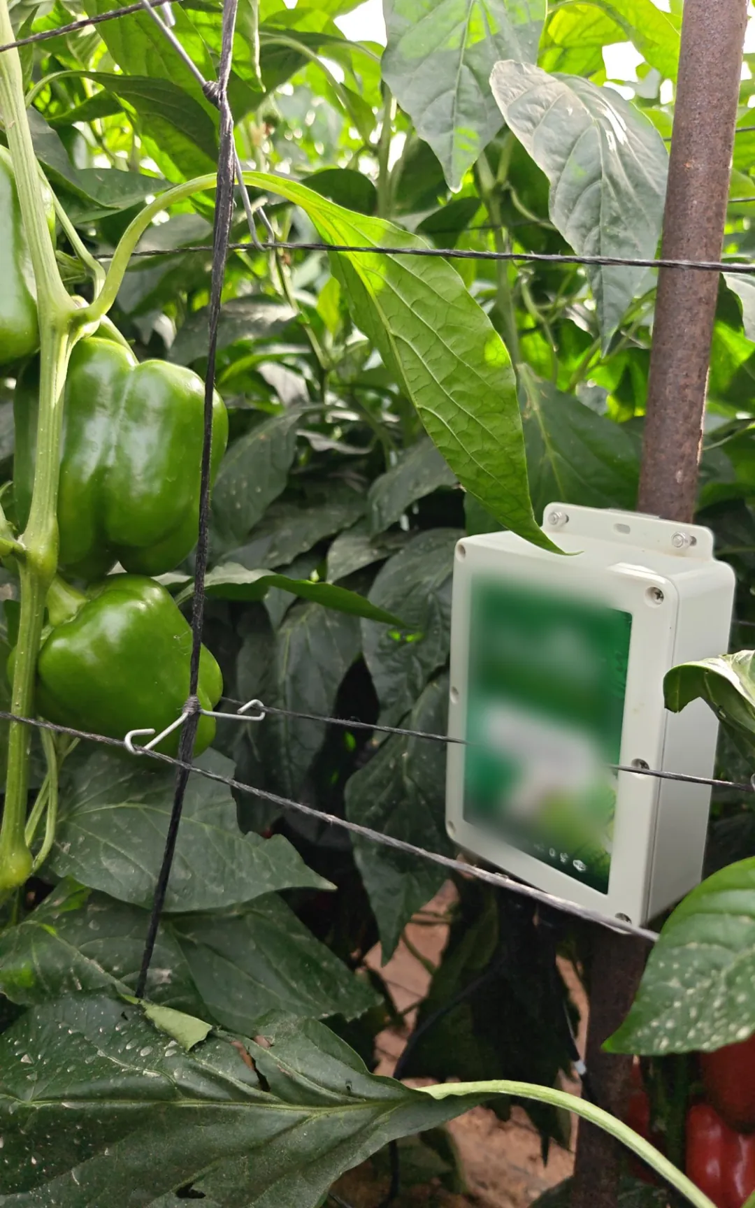 Wider view of the monitoring station among the pepper canopy with trellis wires and fruit around it