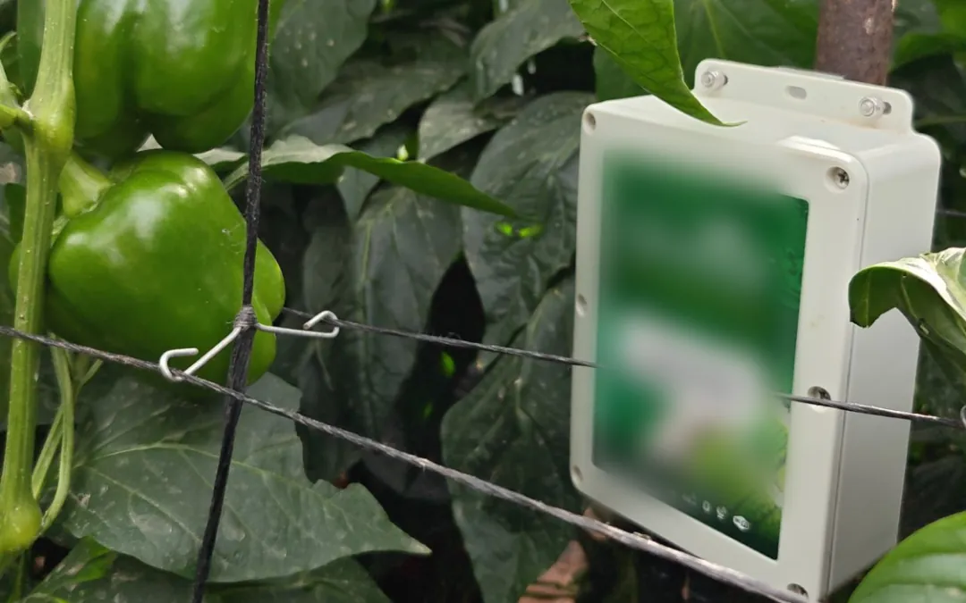 An Omni Genesis controller mounted at plant height among trellised bell pepper plants carrying green fruit