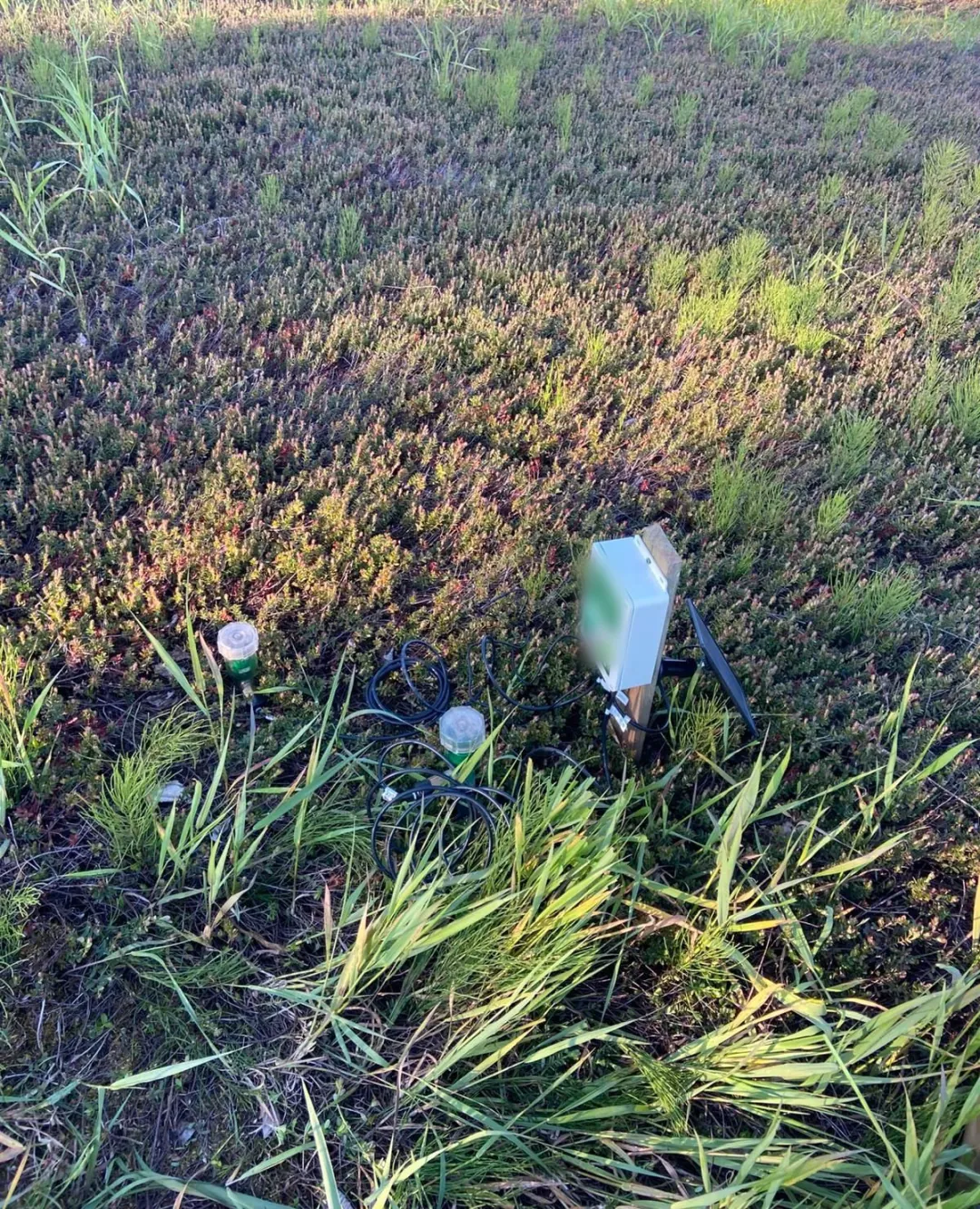 Wider view of the cranberry bed showing the low reddish-green vine mat with the monitoring station and tensiometers set into it