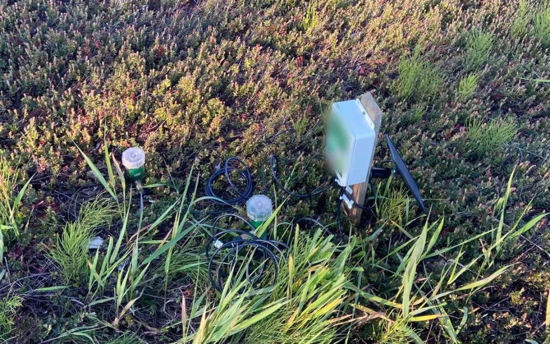 A solar-powered Omni Genesis controller on a wooden stake in a Canadian cranberry bed, with two Irrometer tensiometers and coiled sensor cable in the vines at low evening sun