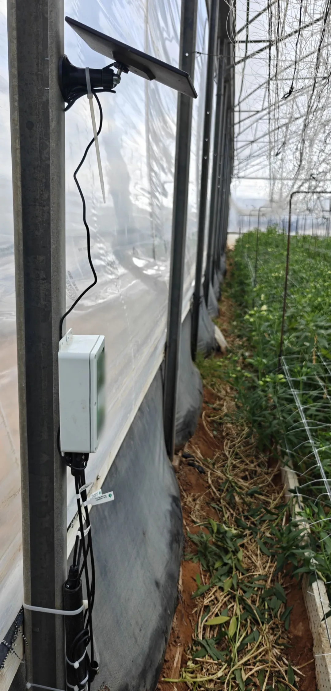 Full view of the monitoring station on a greenhouse upright with its solar panel above and sensor cables running down to the flower bed