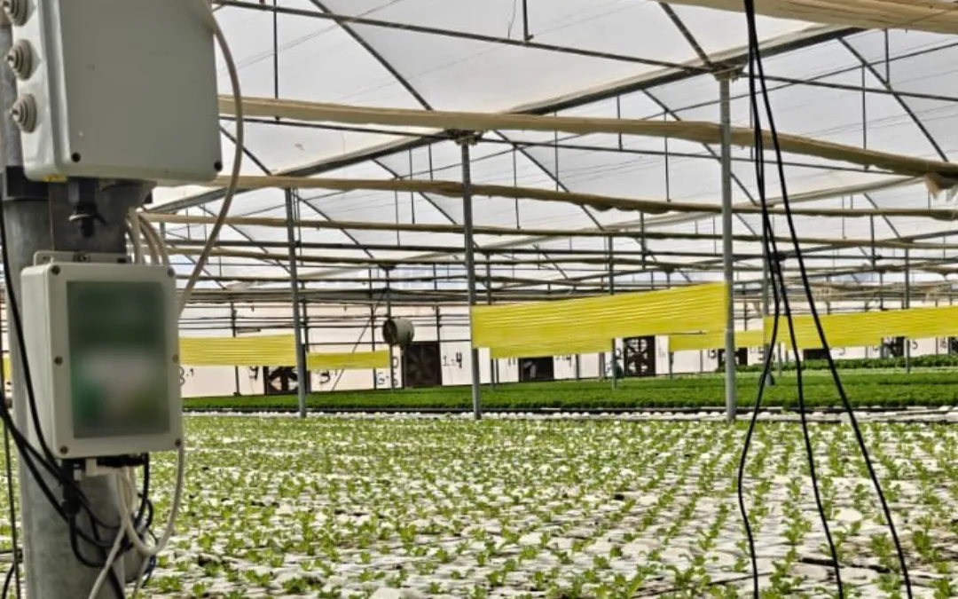 An Omni Genesis controller mounted on an upright beside hydroponic lettuce boards inside a greenhouse
