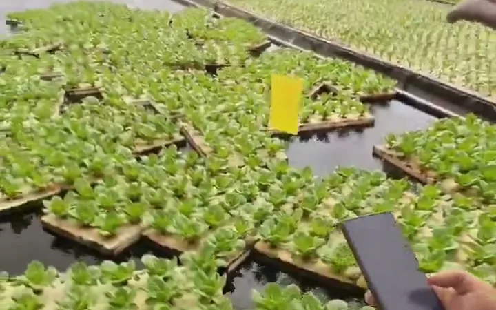 Greenhouse hydroponic production with lettuce growing in floating rafts on nutrient channels, running the length of the house