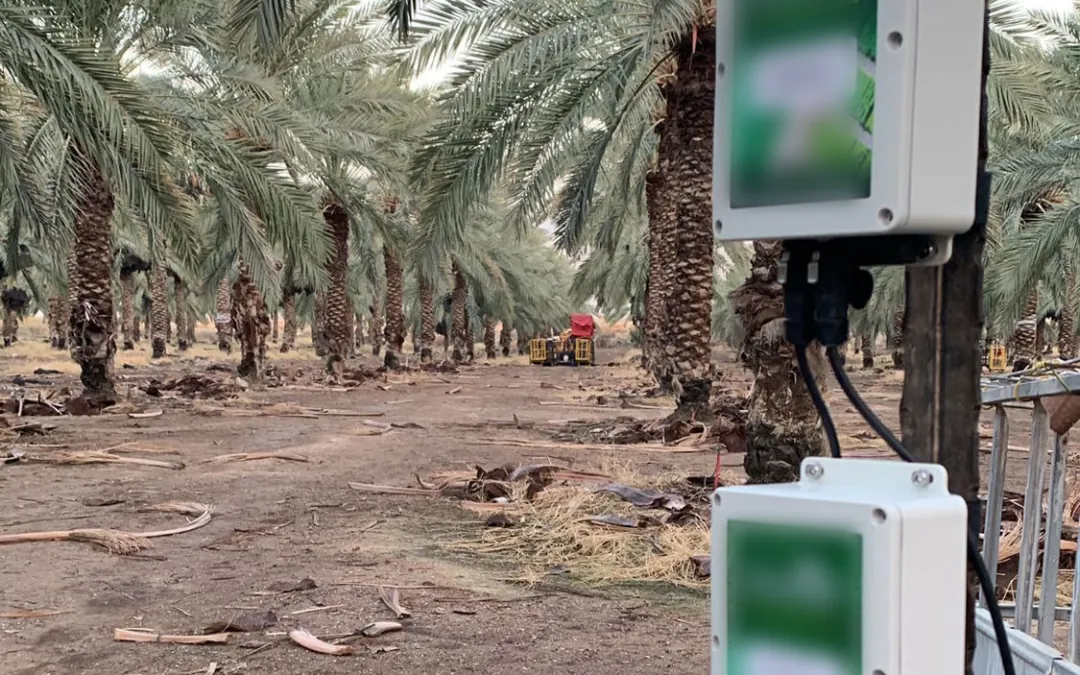 Rows of mature Medjool date palms receding into the distance, with two Omni Genesis controllers mounted on a post in the foreground