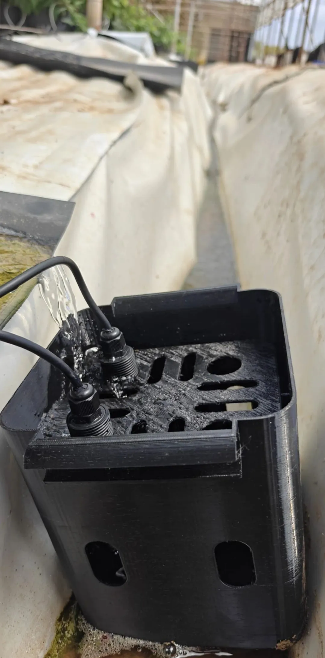 Lined drainage channel running between raised soilless substrate beds inside a protected raspberry structure