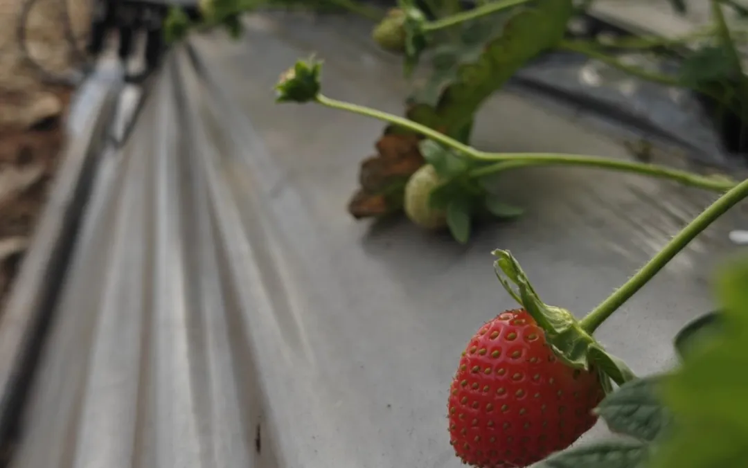 A ripening strawberry hanging over a raised bed completely covered in plastic mulch film inside a greenhouse