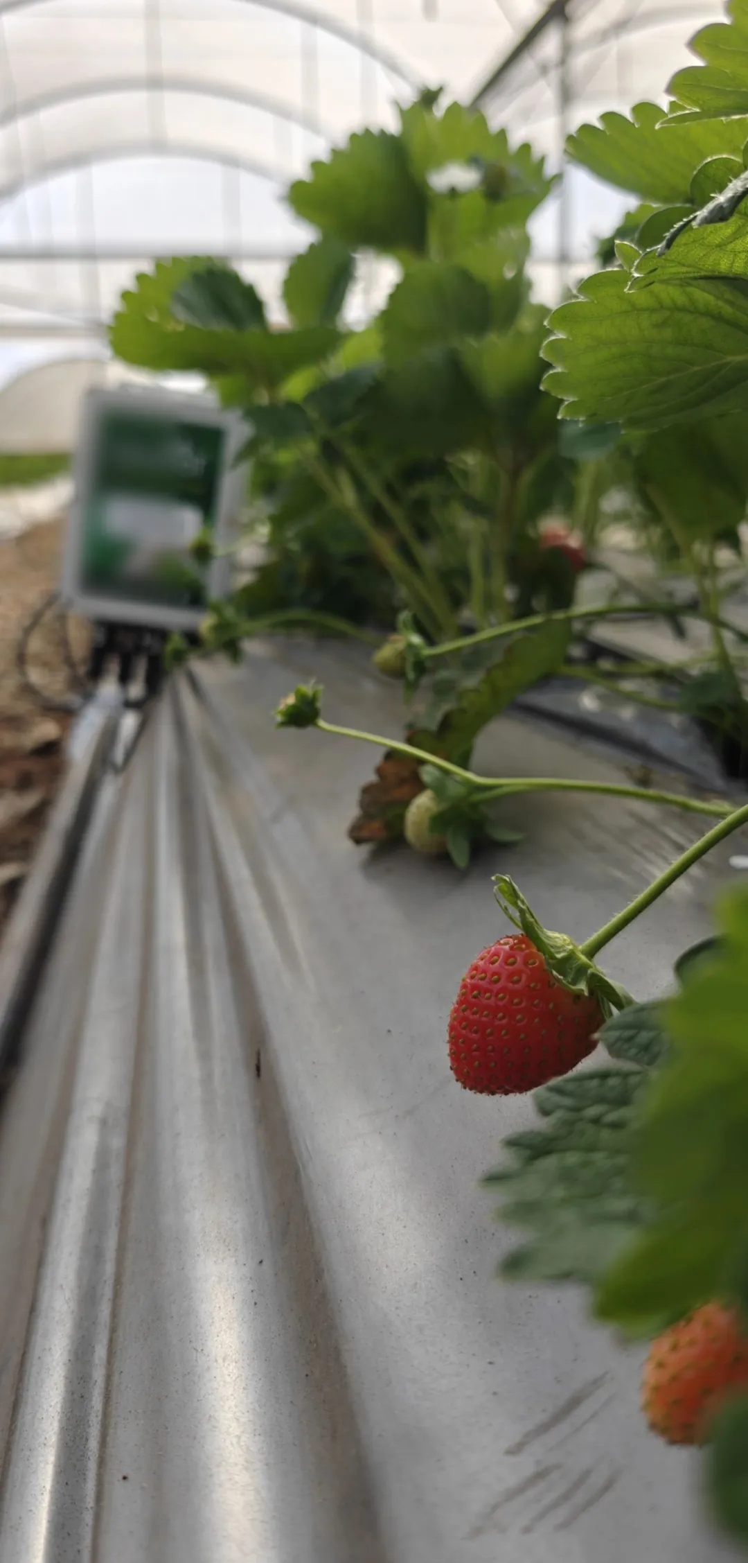 The monitoring station at the end of a strawberry bed with sensor cables entering the mulched bed