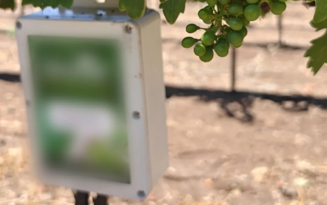 An Omni Genesis controller mounted at vine height in a vineyard, with a developing cluster of green wine grapes beside it and the stony vineyard floor behind