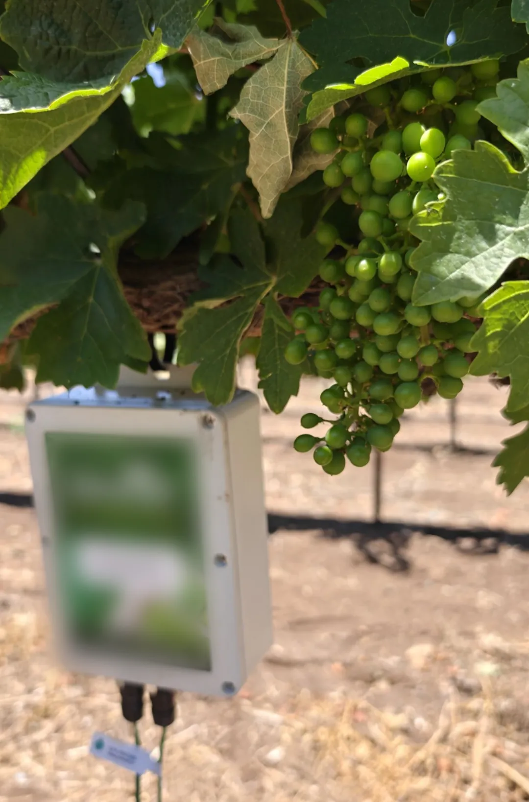 Full view of the vineyard monitoring station hanging at vine height with two sensor cables running down to the ground beneath the canopy