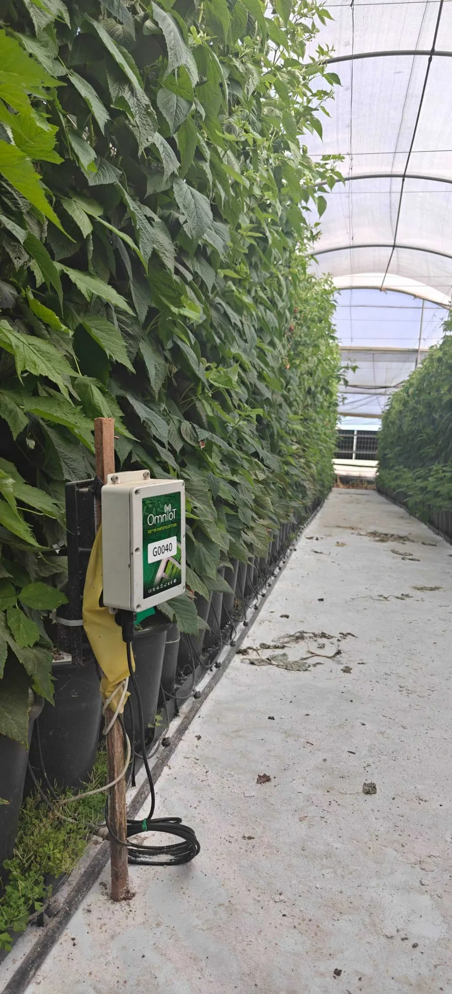 Agrinovo Omni Genesis controller deployed in a working greenhouse, monitoring crop conditions in production